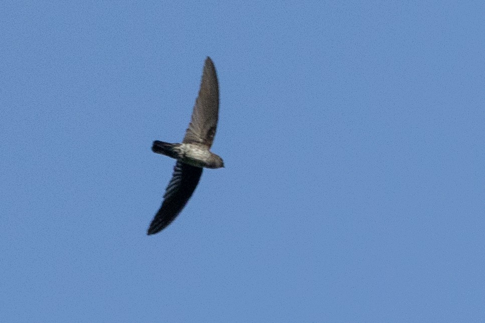 Plume-toed Swiftlet - ML612972917