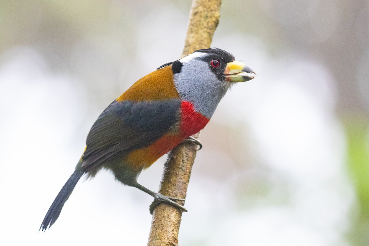 Toucan Barbet - Xiaoni Xu