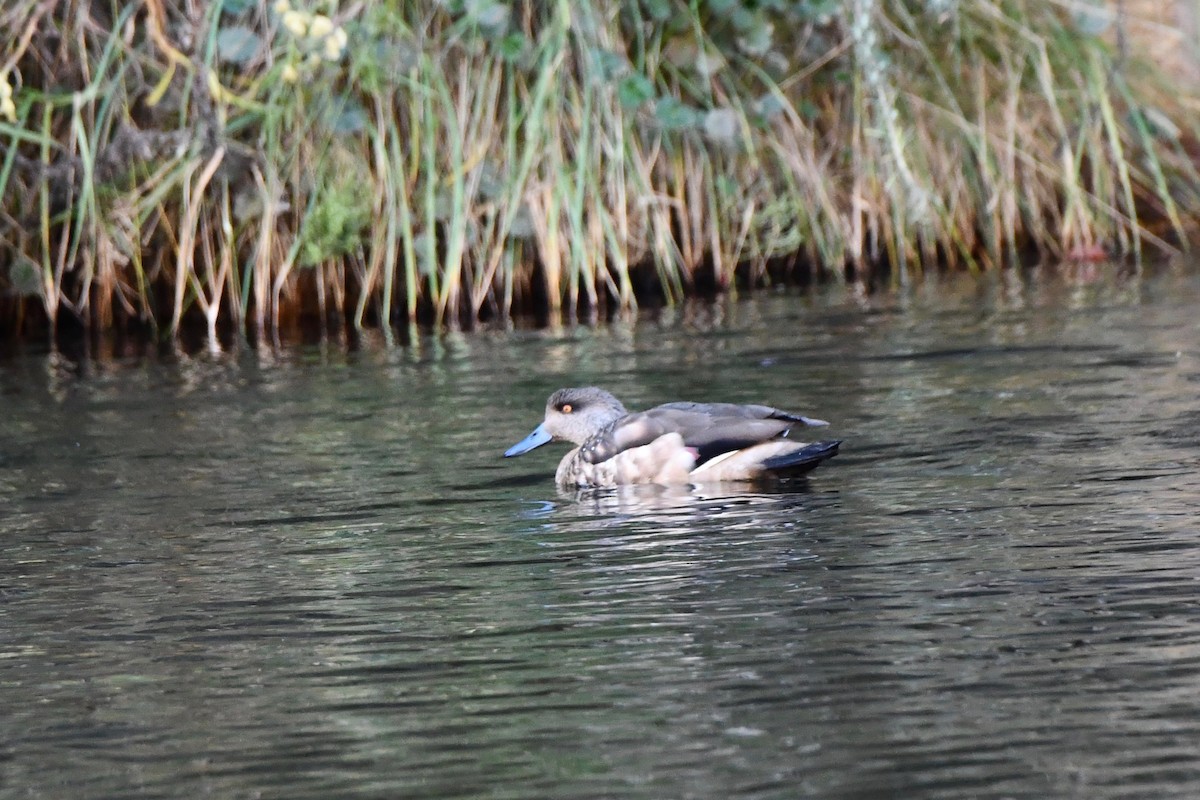 Crested Duck - ML612972979