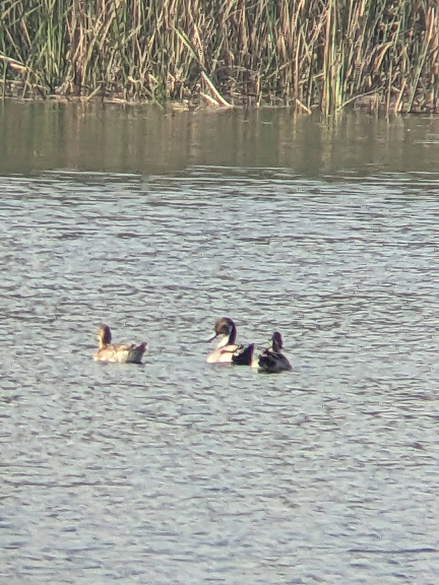 Northern Pintail - ML612973007