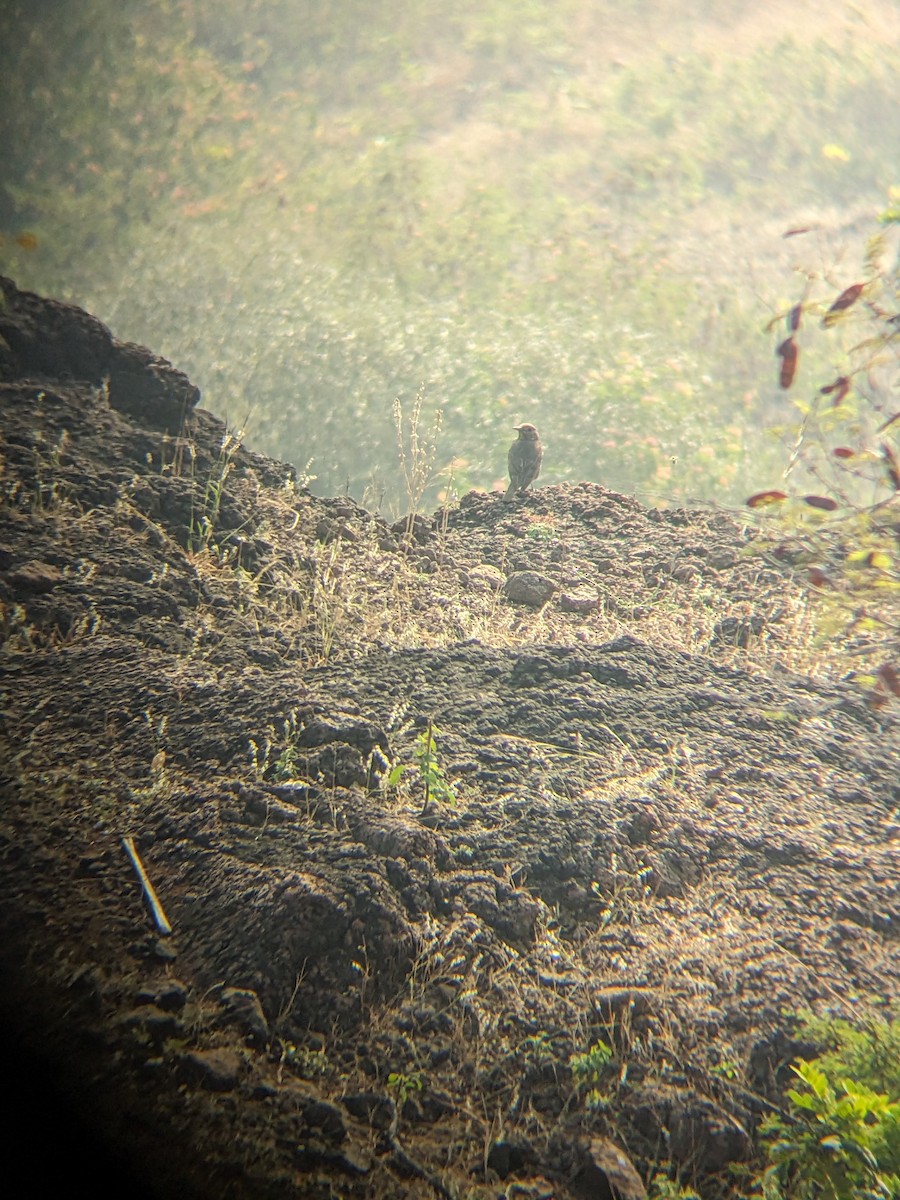 Brown Rock Chat - ML612973051