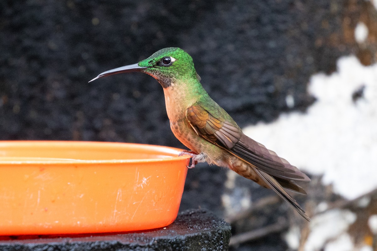 Fawn-breasted Brilliant - ML612973077