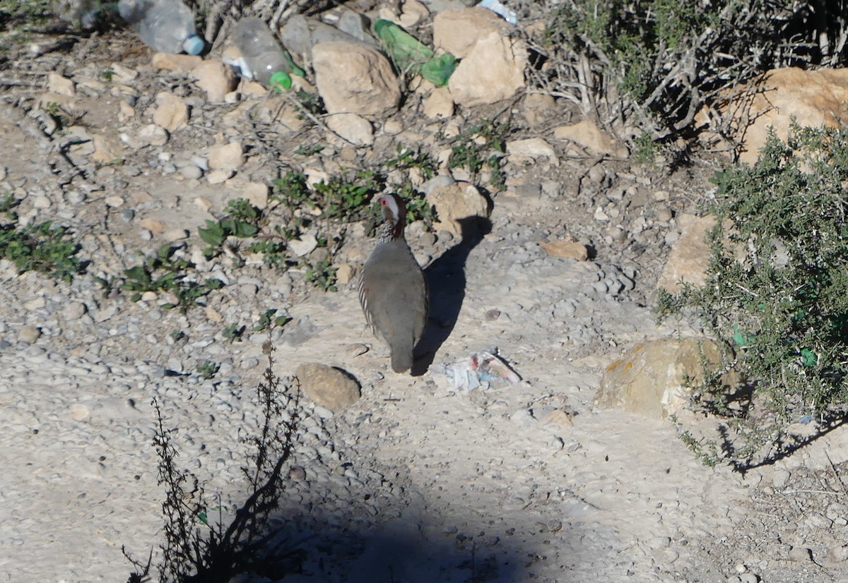 Barbary Partridge - ML612973098