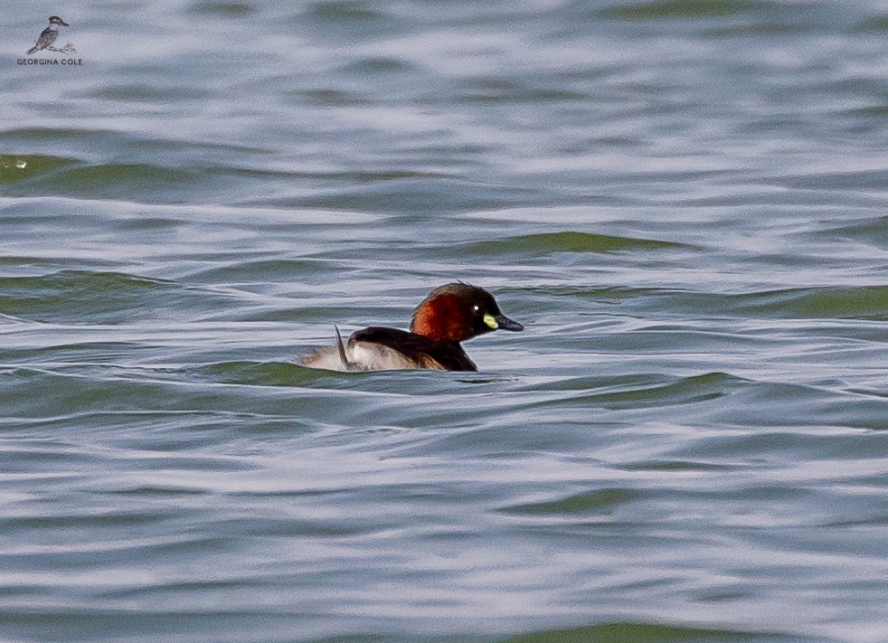 Little Grebe - Georgina Cole