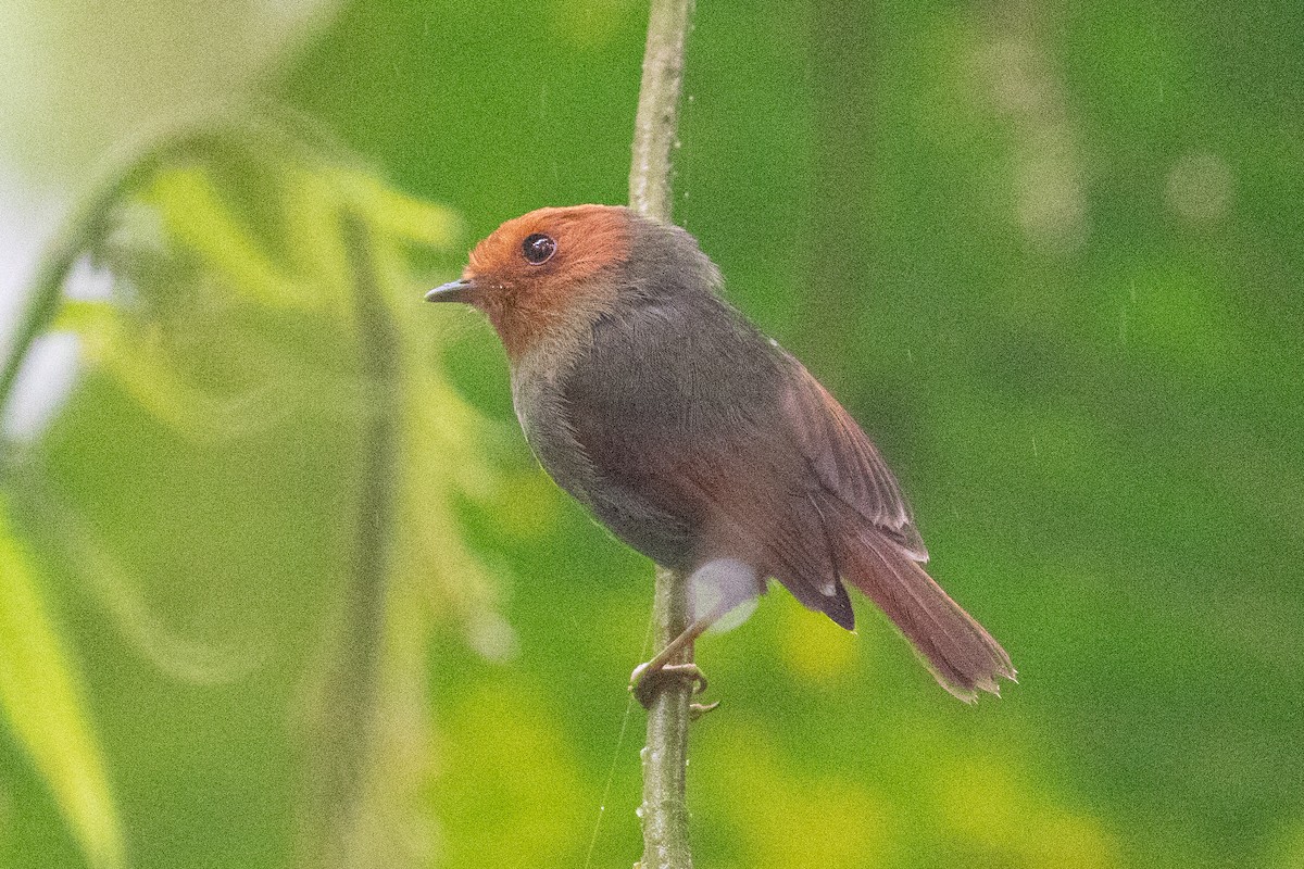 Rufous-headed Pygmy-Tyrant - Xiaoni Xu