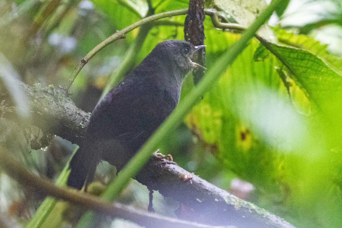 Spillmann's Tapaculo - ML612973152