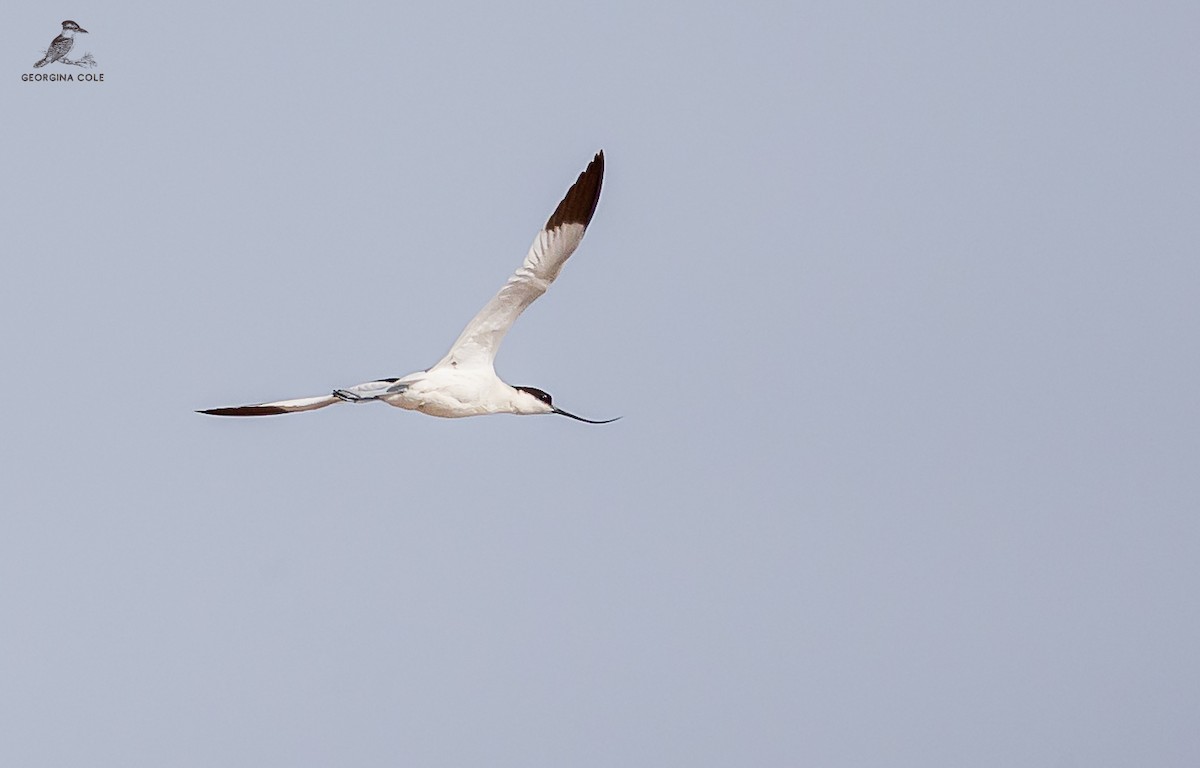 Avocette élégante - ML612973160