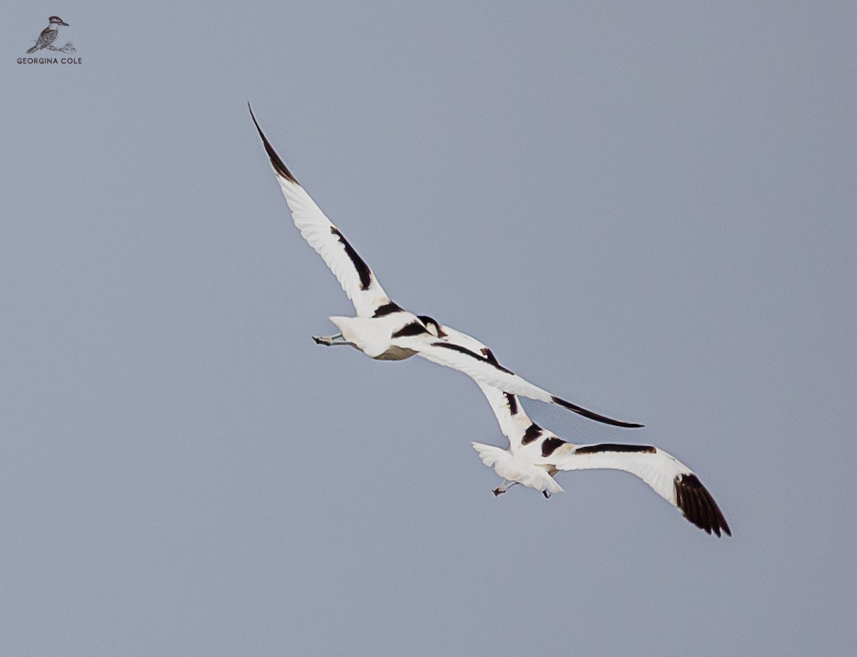 Avoceta Común - ML612973162