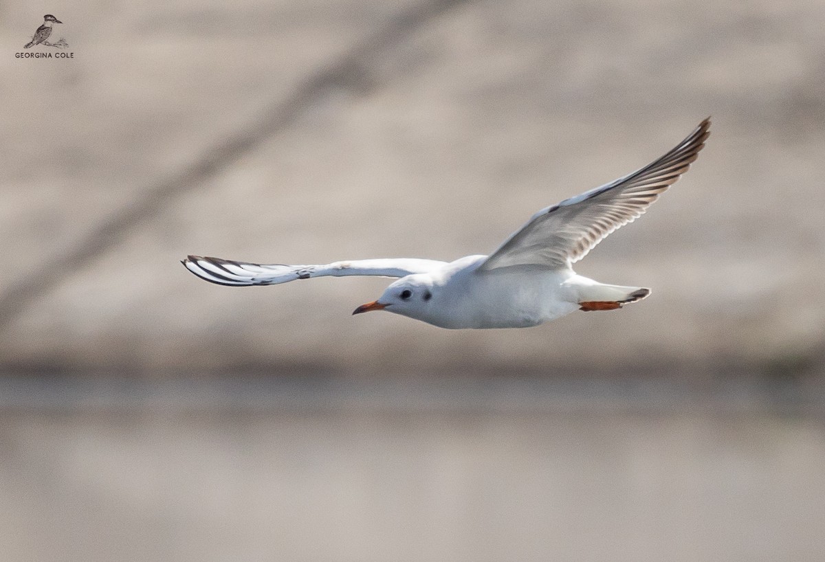 Black-headed Gull - ML612973223