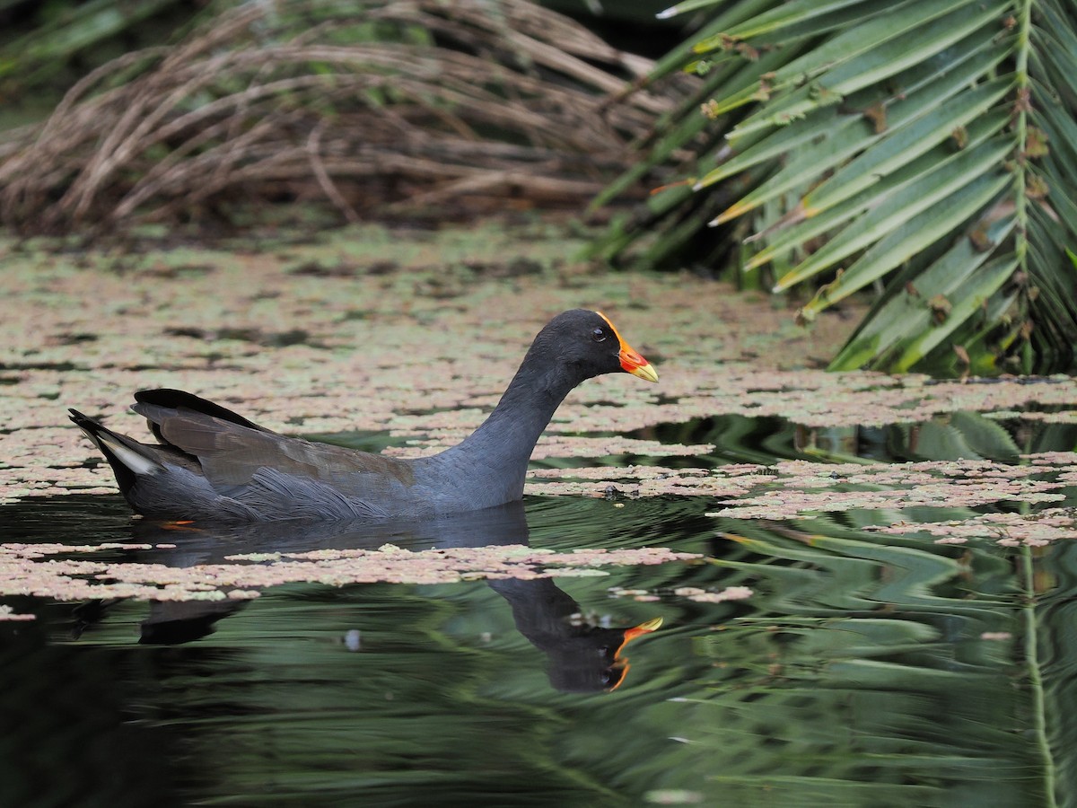 Dusky Moorhen - Len and Chris Ezzy