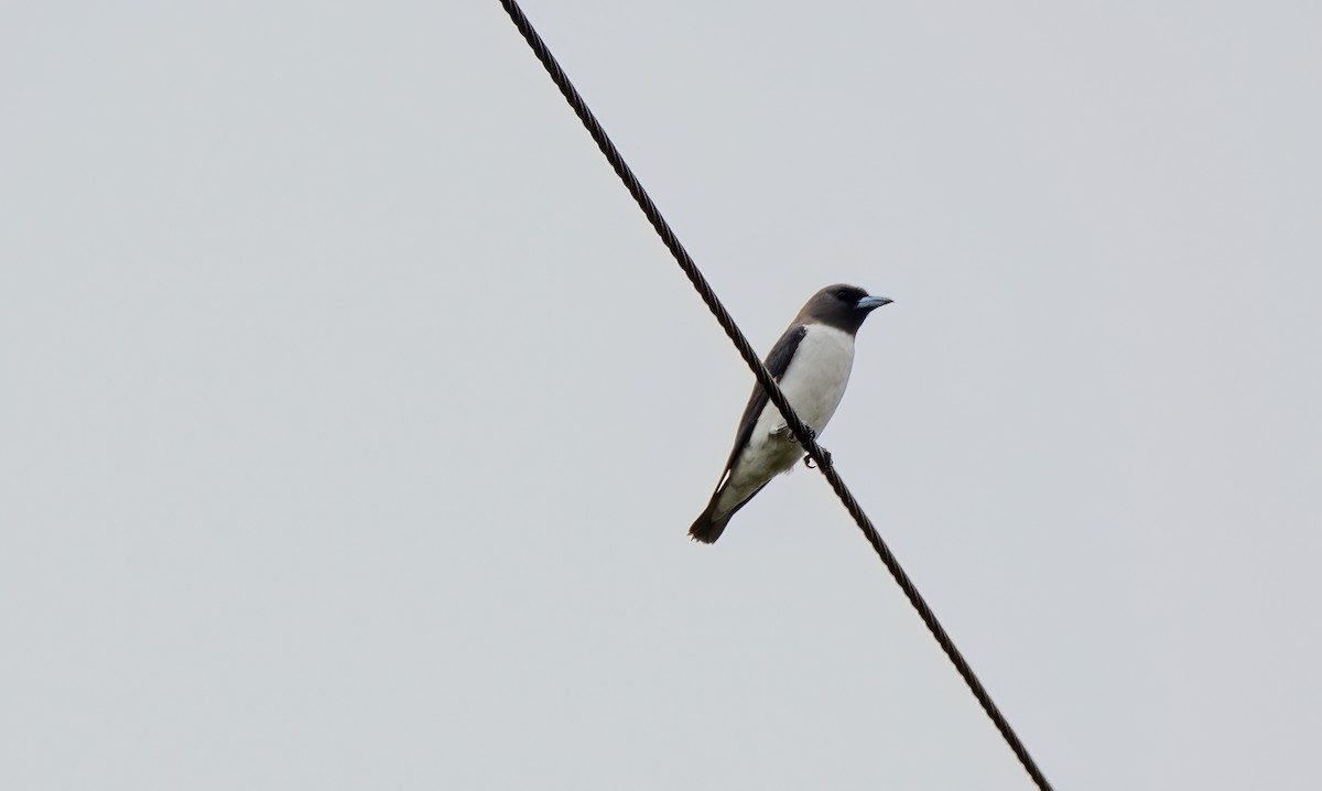 White-breasted Woodswallow - ML612973228
