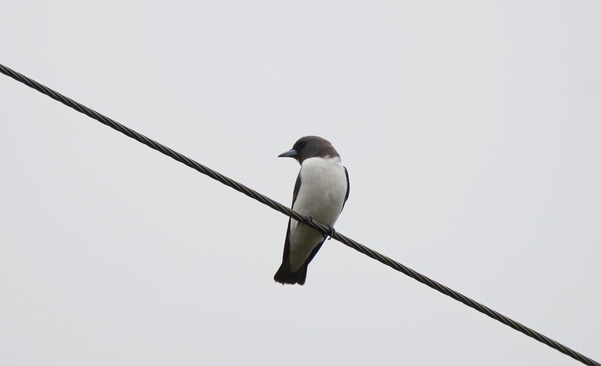 White-breasted Woodswallow - ML612973229