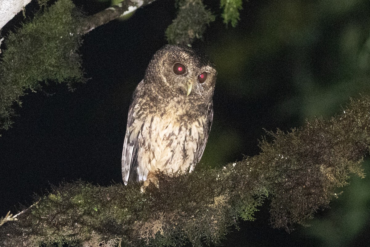 Mottled Owl (Mottled) - ML612973279