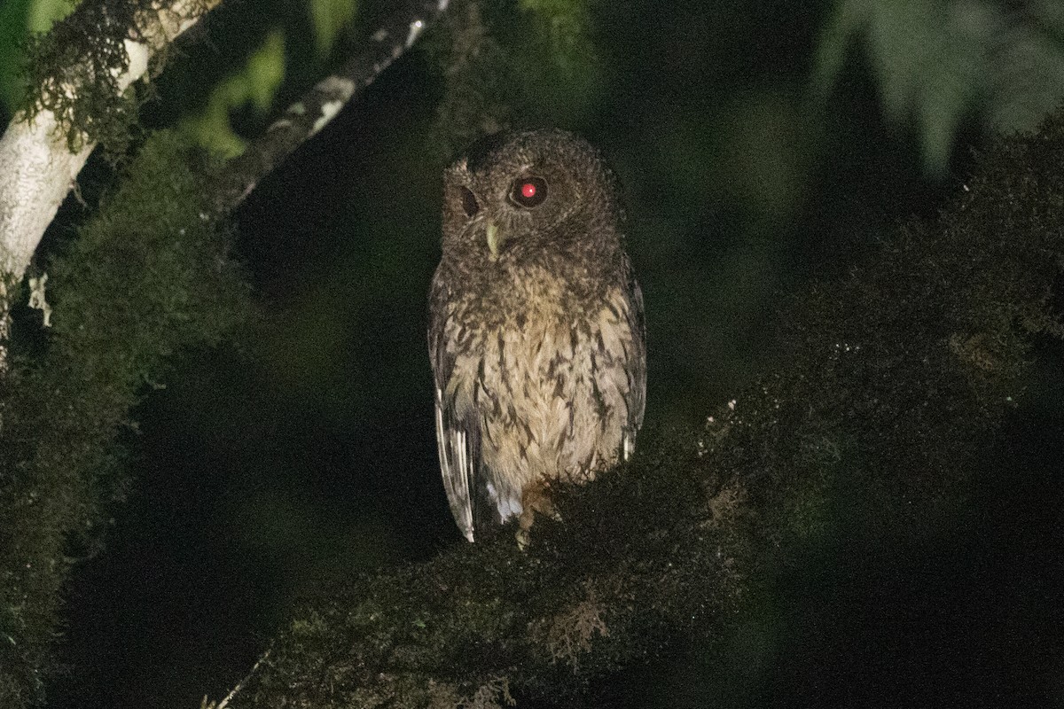 Mottled Owl (Mottled) - ML612973280