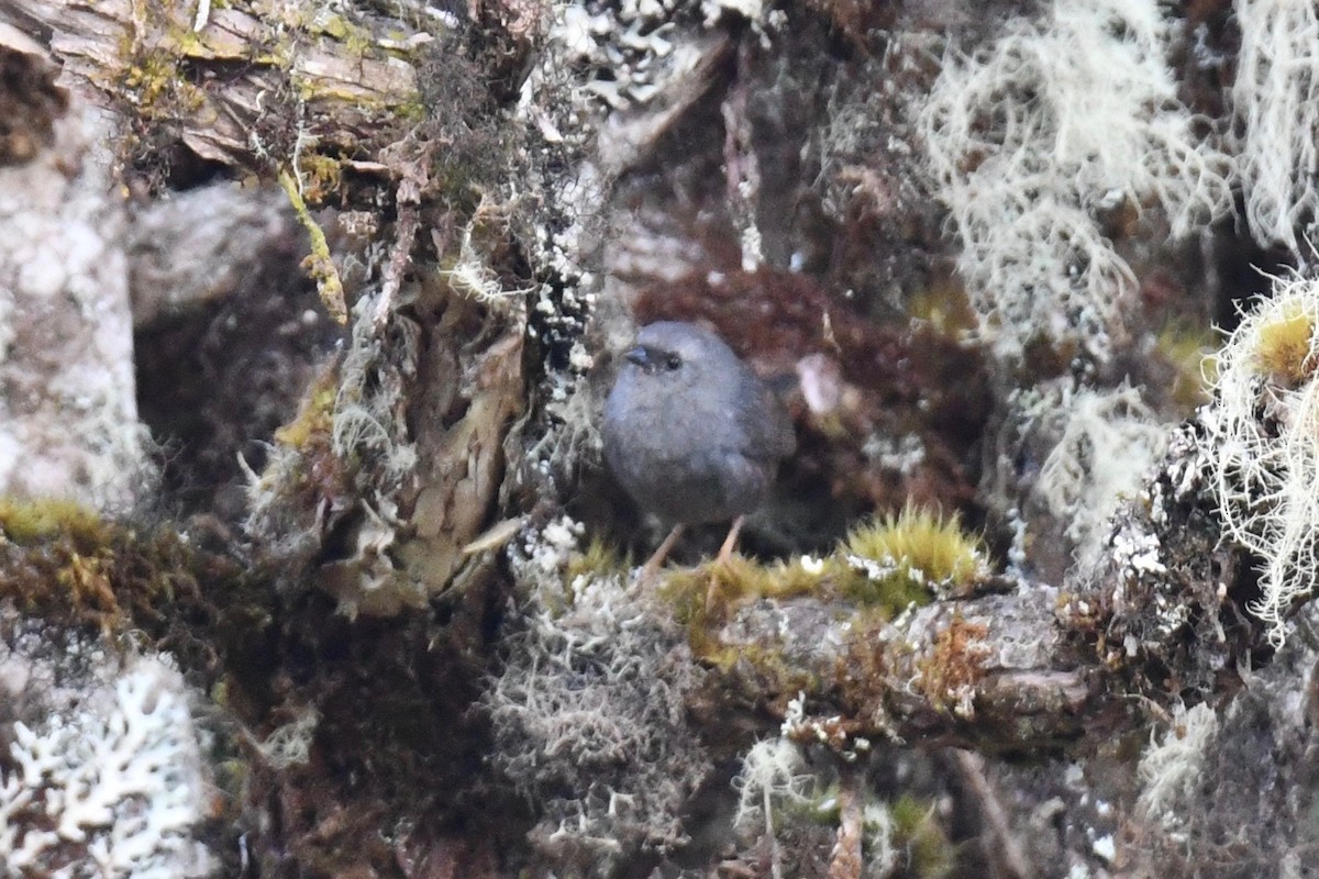 Neblina Tapaculo - ML612973286