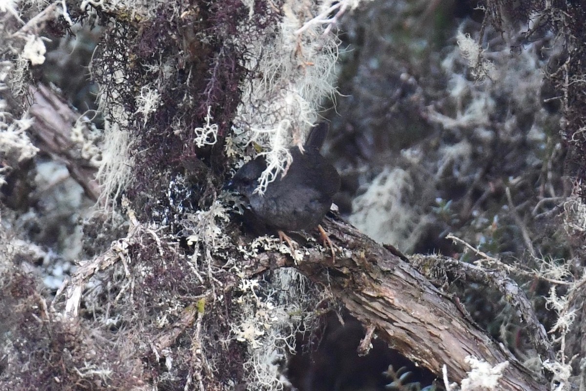 Neblina Tapaculo - ML612973287