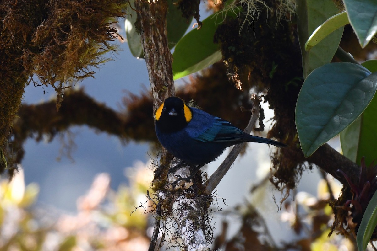 Yellow-scarfed Tanager - ML612973338