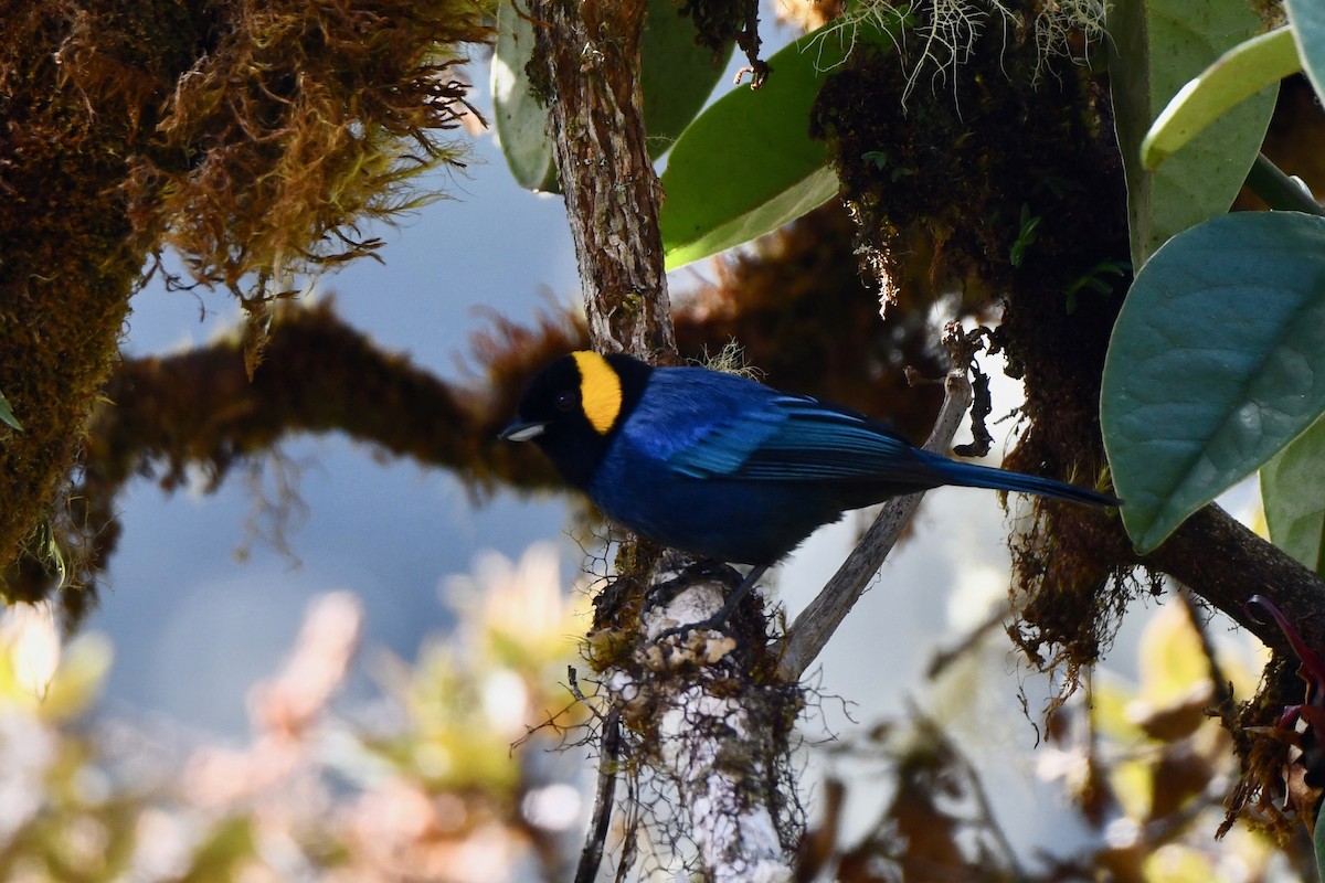 Yellow-scarfed Tanager - ML612973339