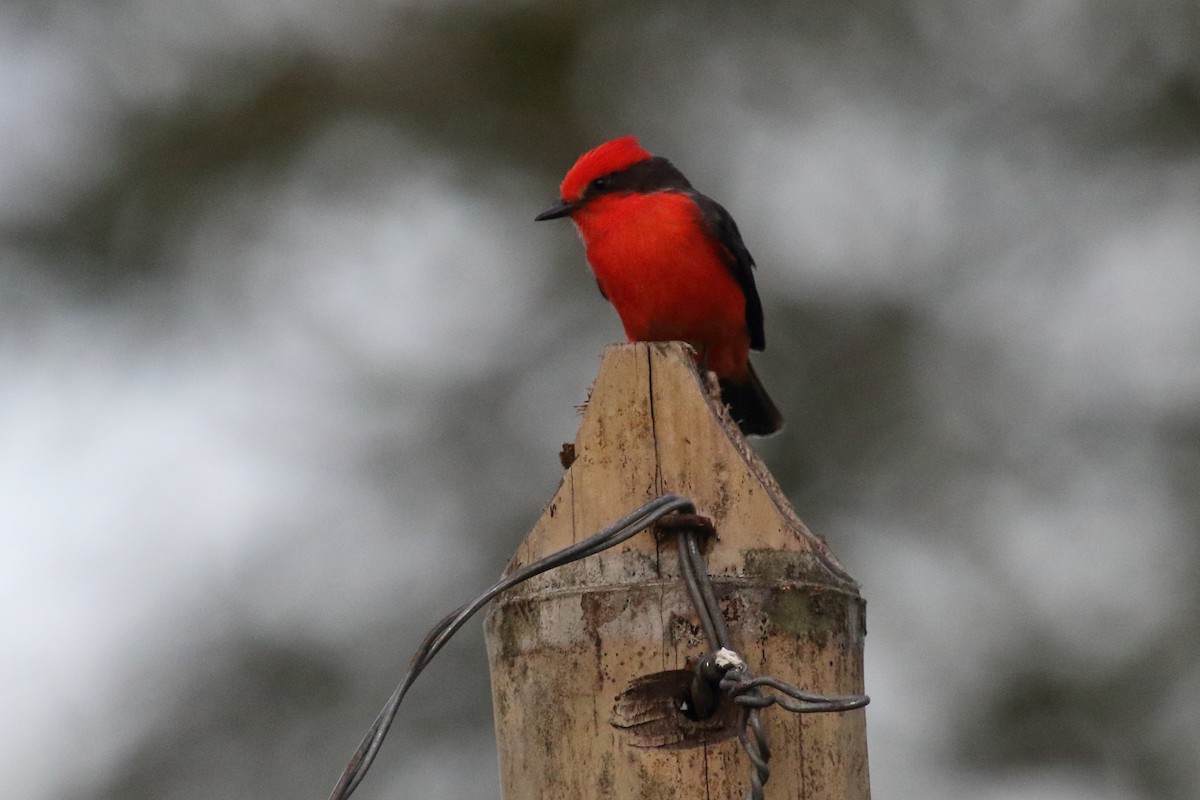 Vermilion Flycatcher - ML612973340