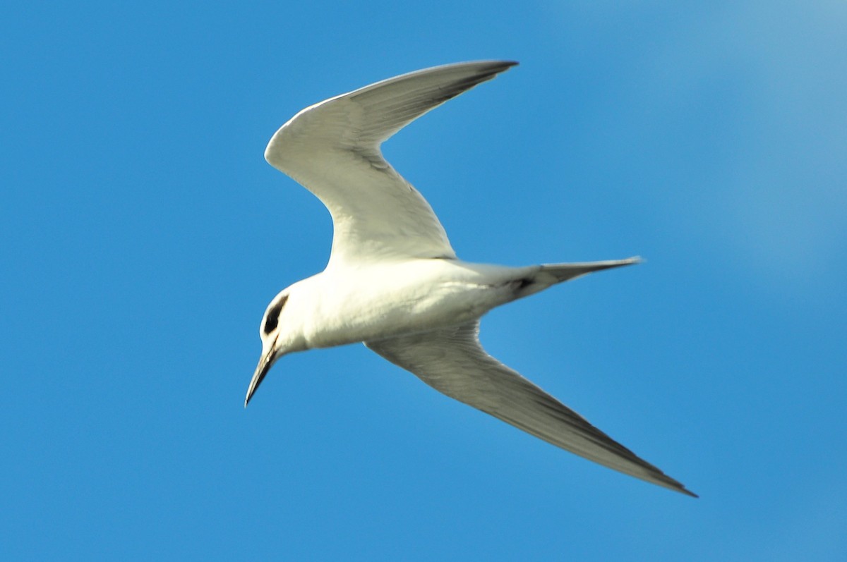 Forster's Tern - Chris Marshall