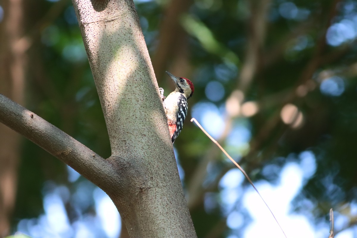 Fulvous-breasted Woodpecker - ML612973431