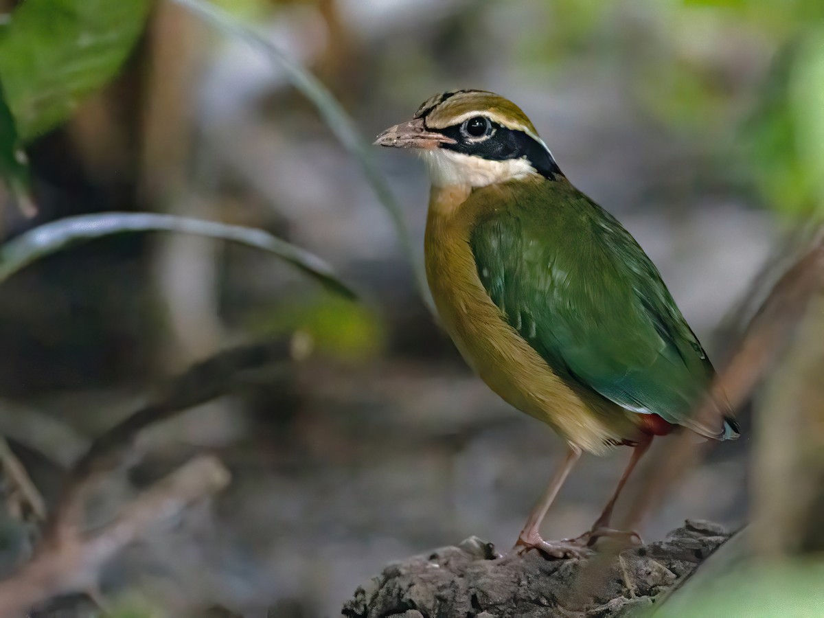 Indian Pitta - ML612973440