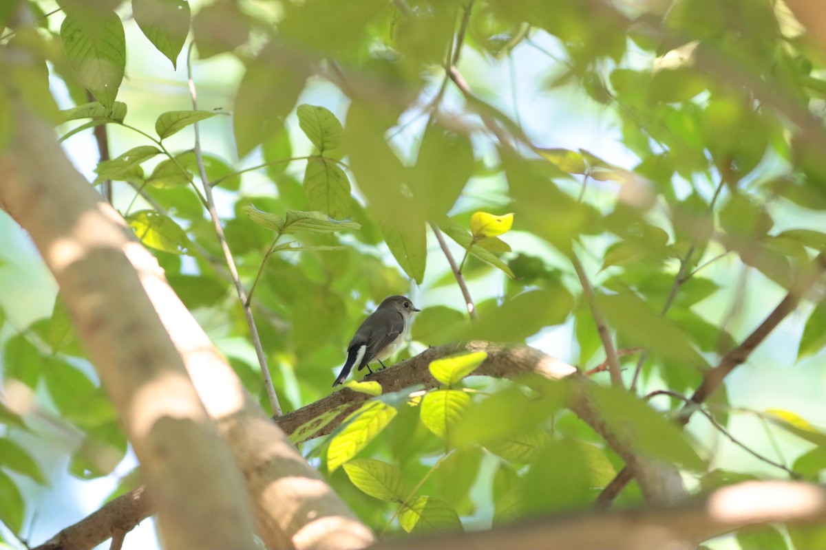 Taiga Flycatcher - ML612973444