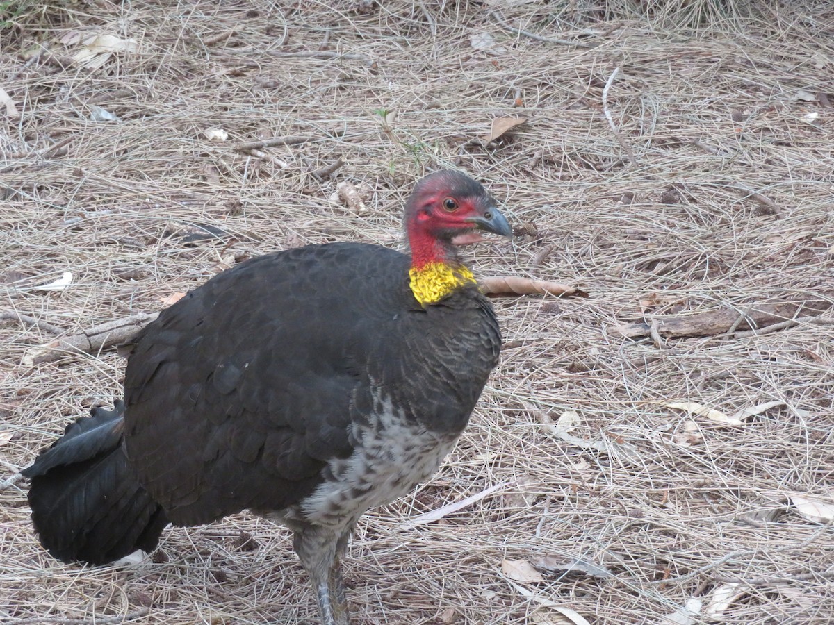 Australian Brushturkey - Jesse Golden