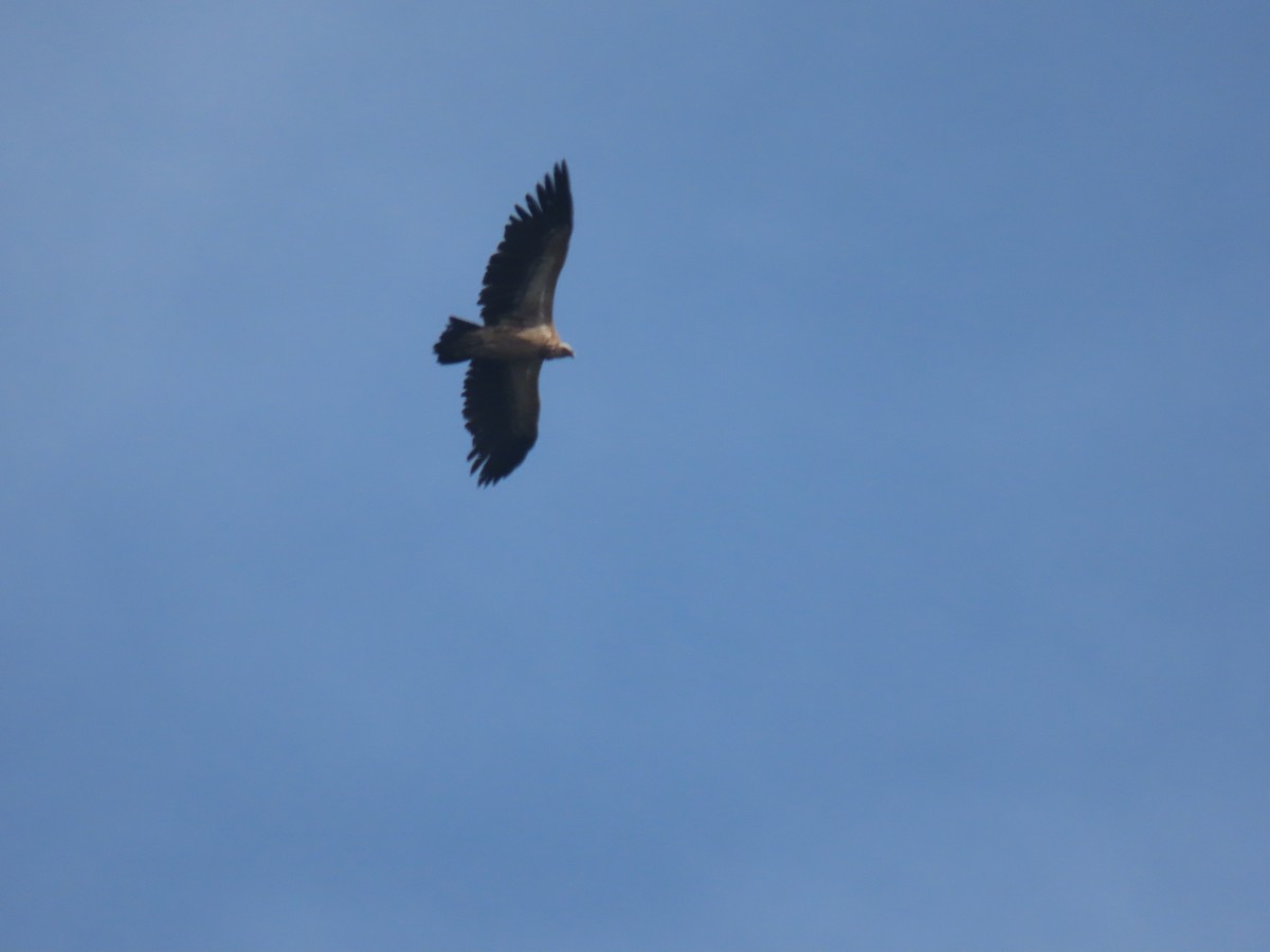 Himalayan Griffon - ML612973473