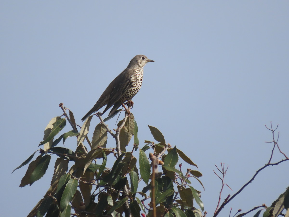 Mistle Thrush - ML612973482