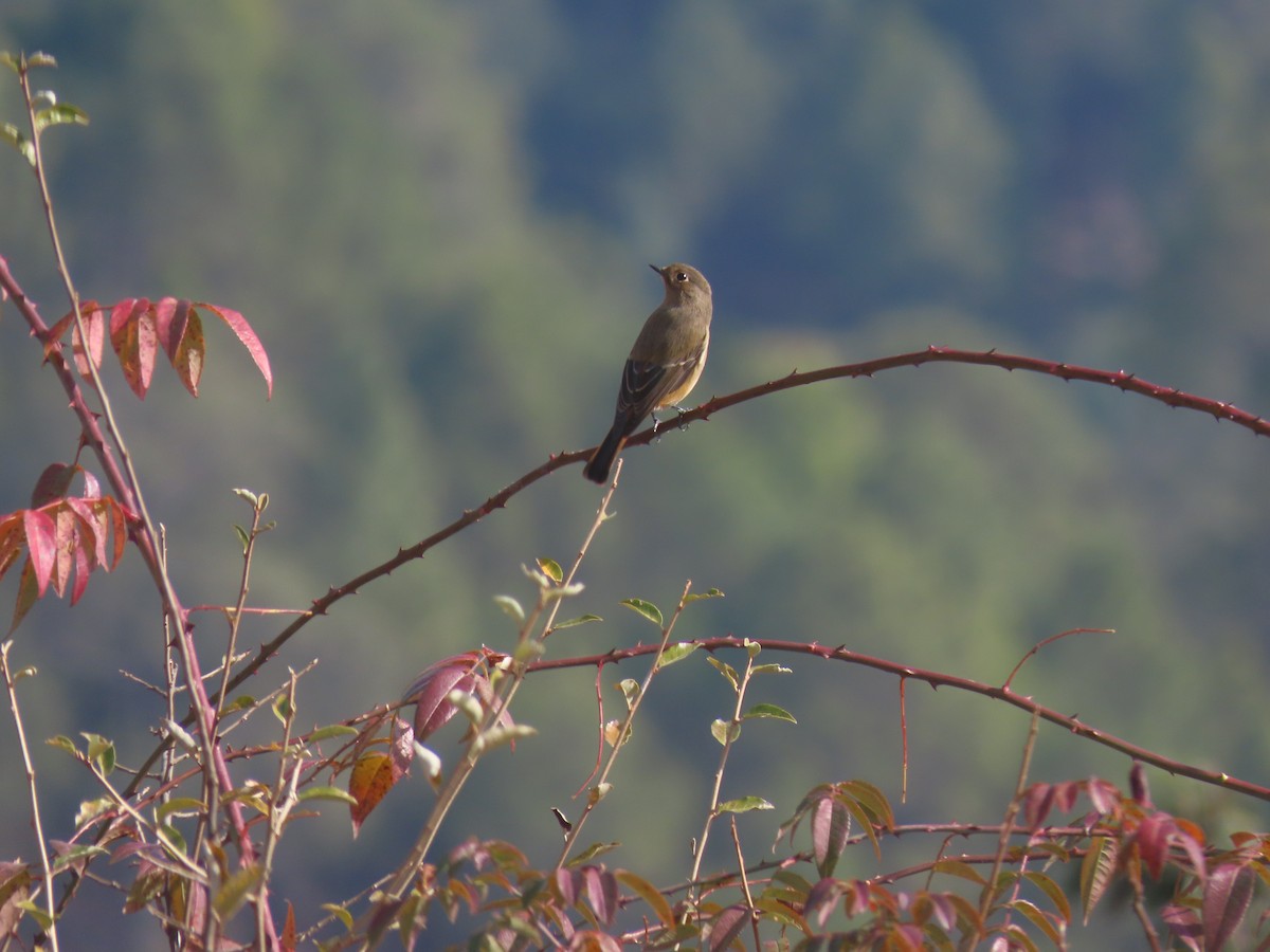 Blue-fronted Redstart - Aditya Satish