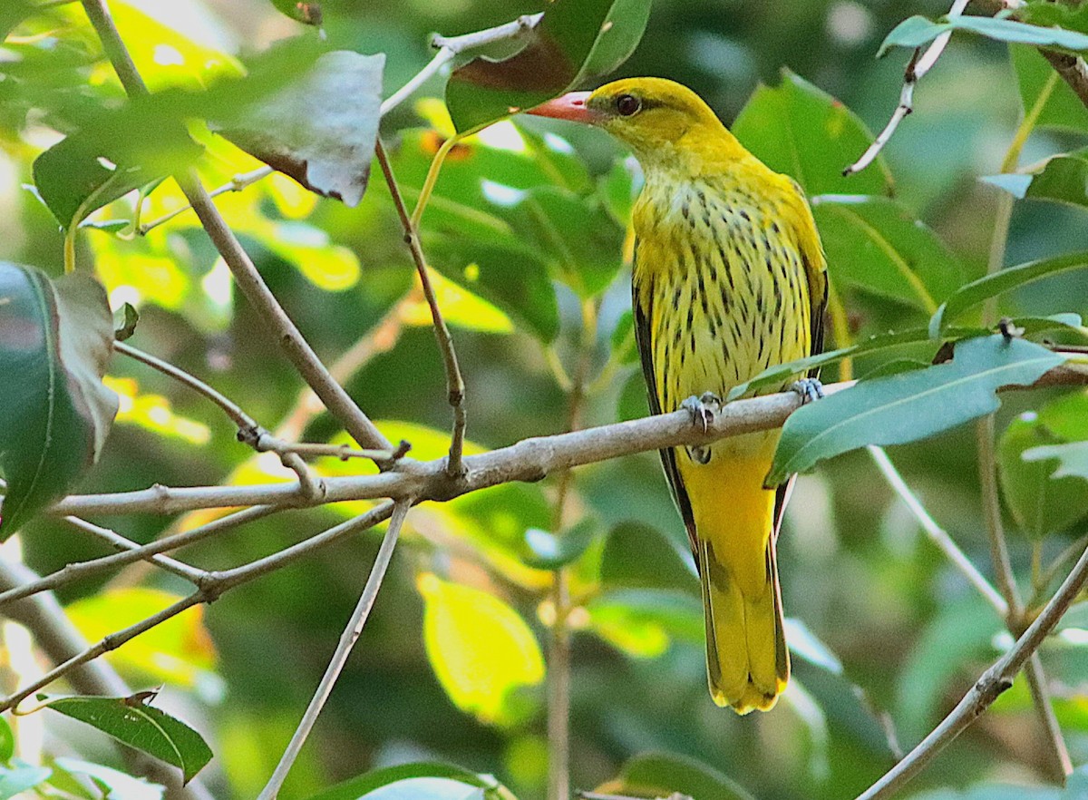 Indian Golden Oriole - ML612973494