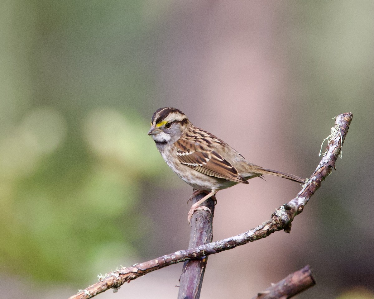 White-throated Sparrow - ML612973511