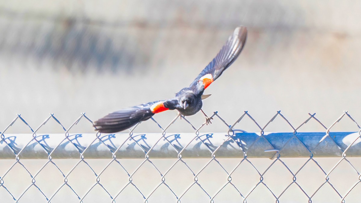 Tricolored Blackbird - ML612973544