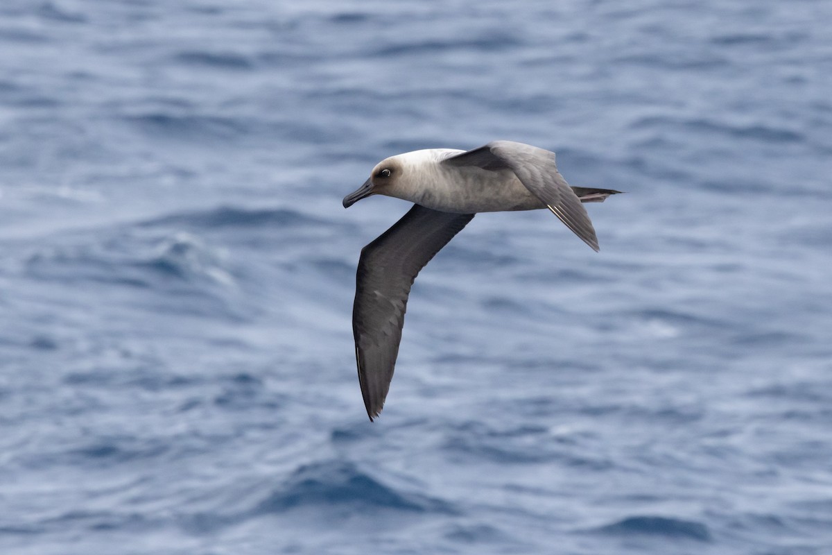 Light-mantled Albatross - ML612973588