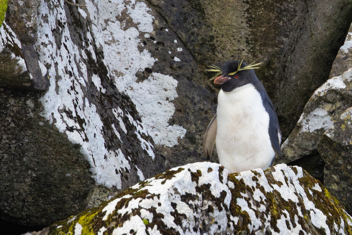 Southern Rockhopper Penguin - ML612973690