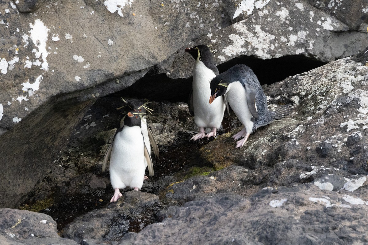 Southern Rockhopper Penguin - ML612973698