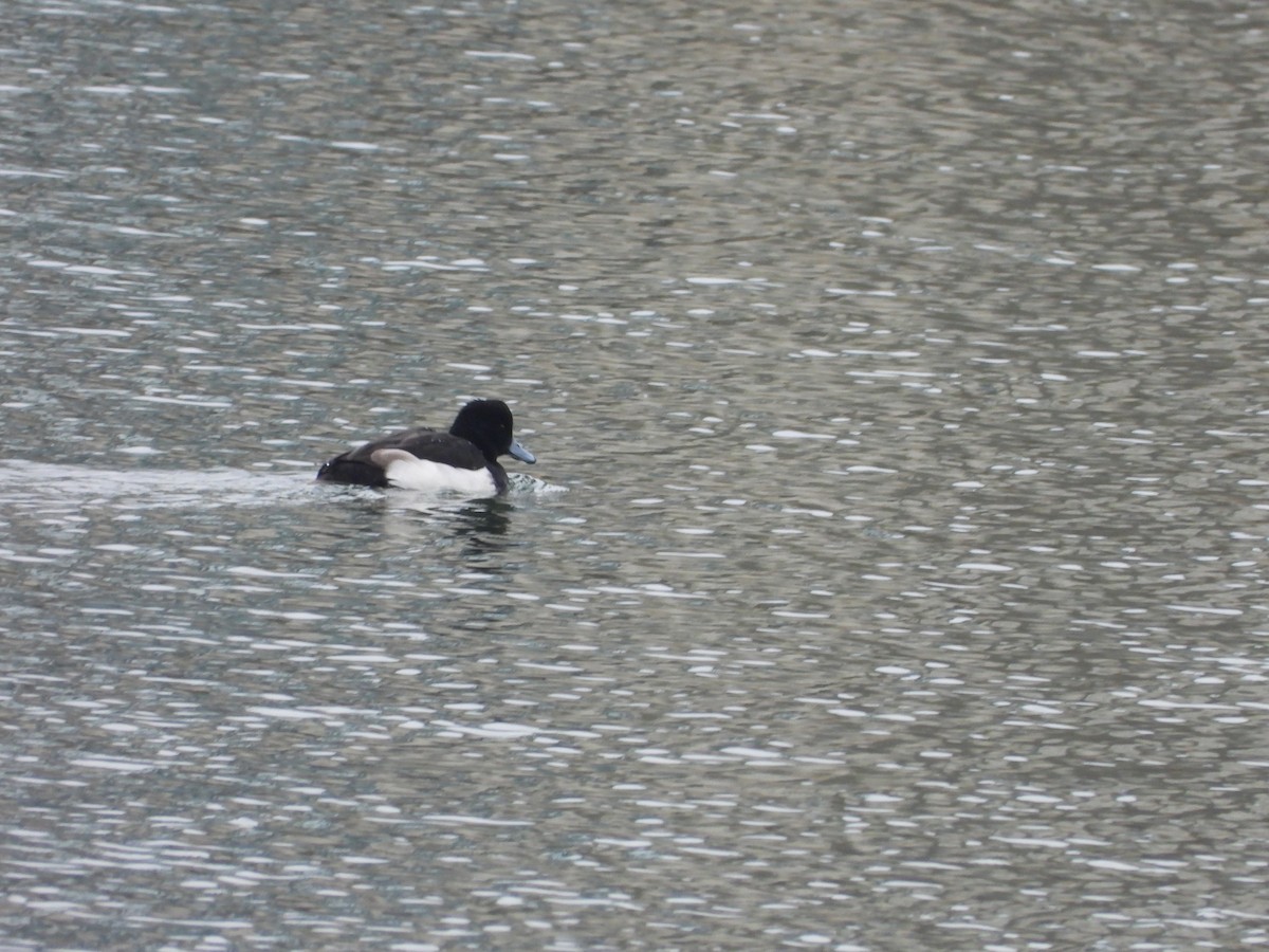 Tufted Duck - ML612973706