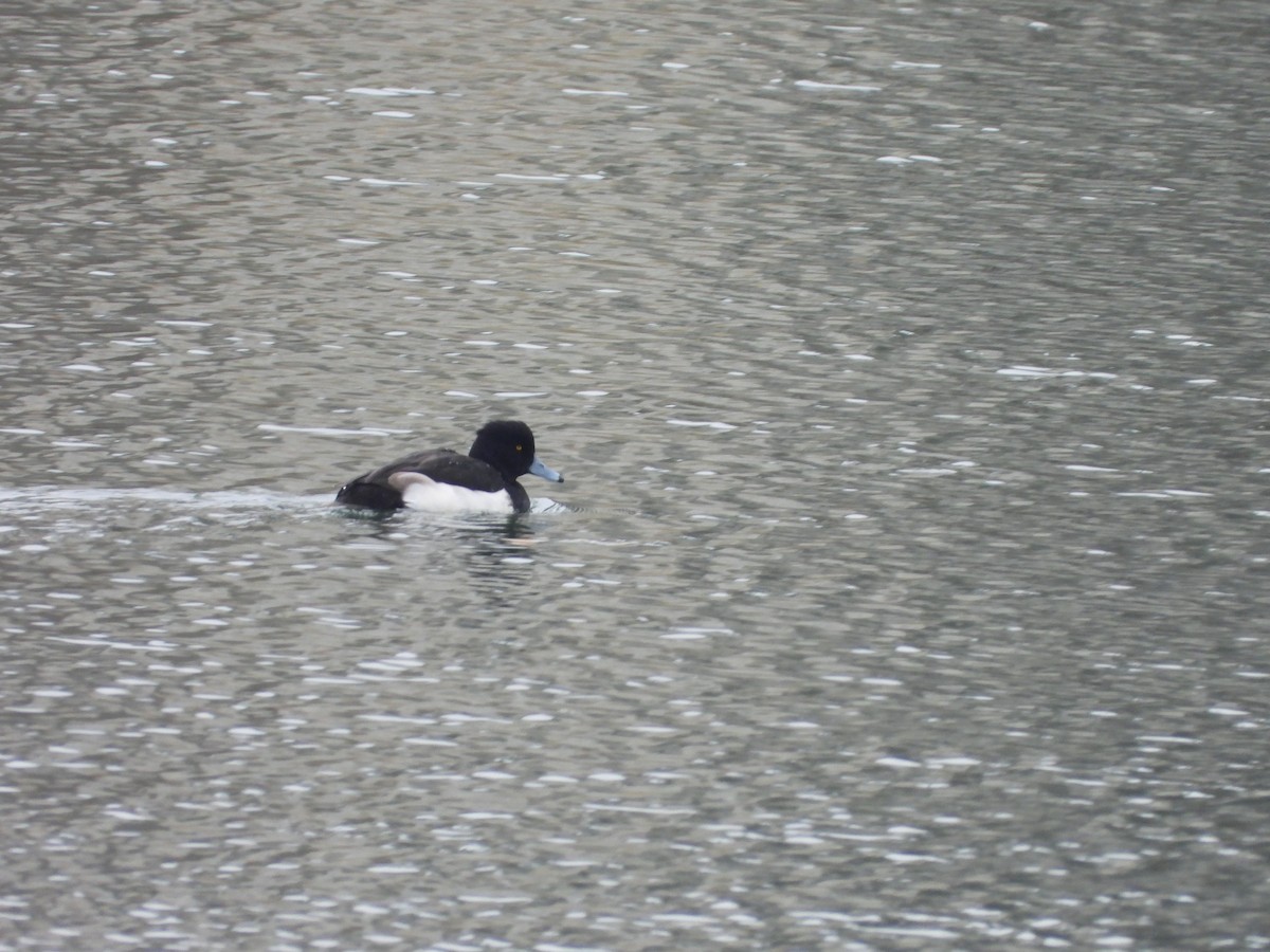 Tufted Duck - ML612973707