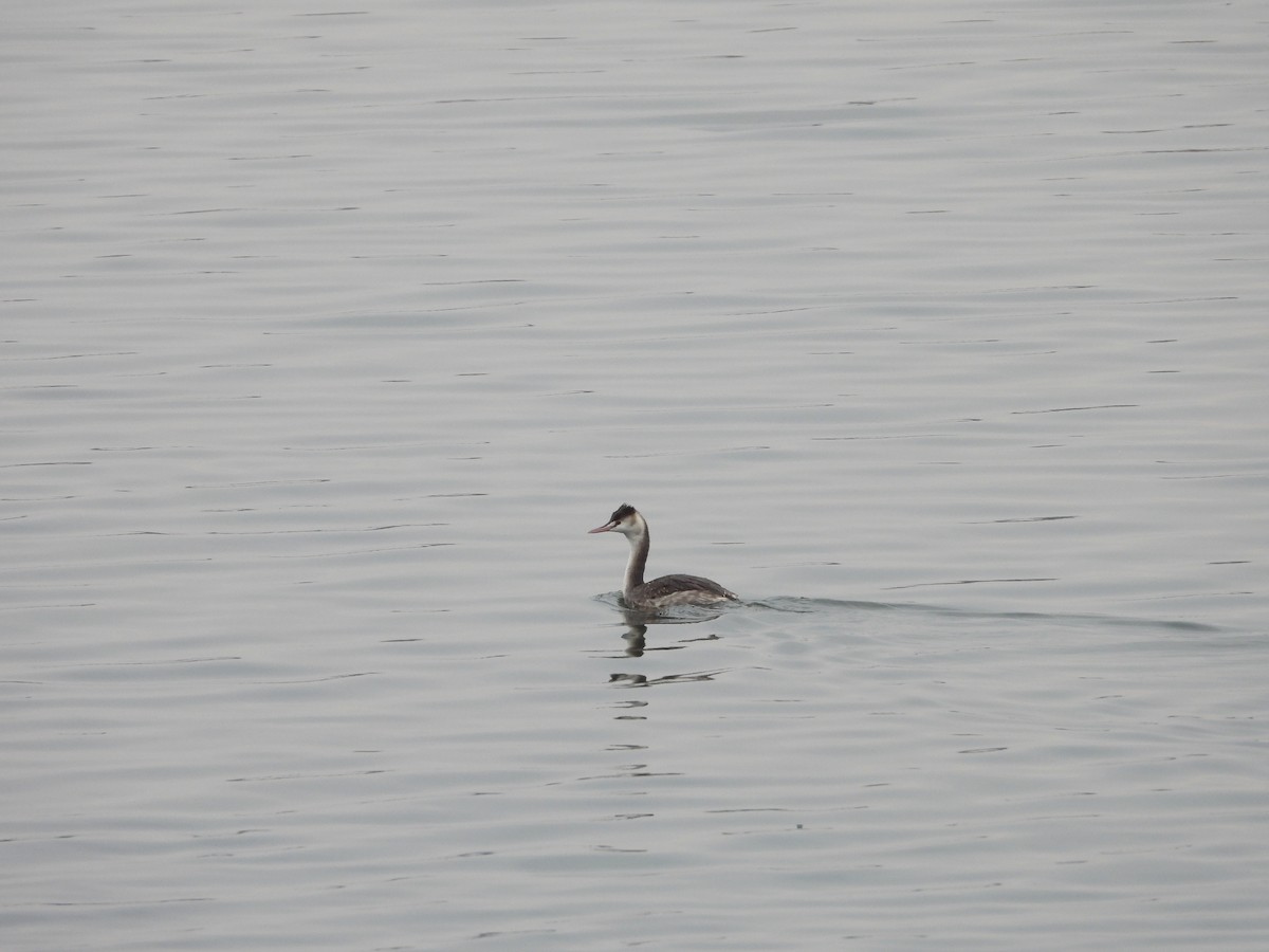 Great Crested Grebe - ML612973724