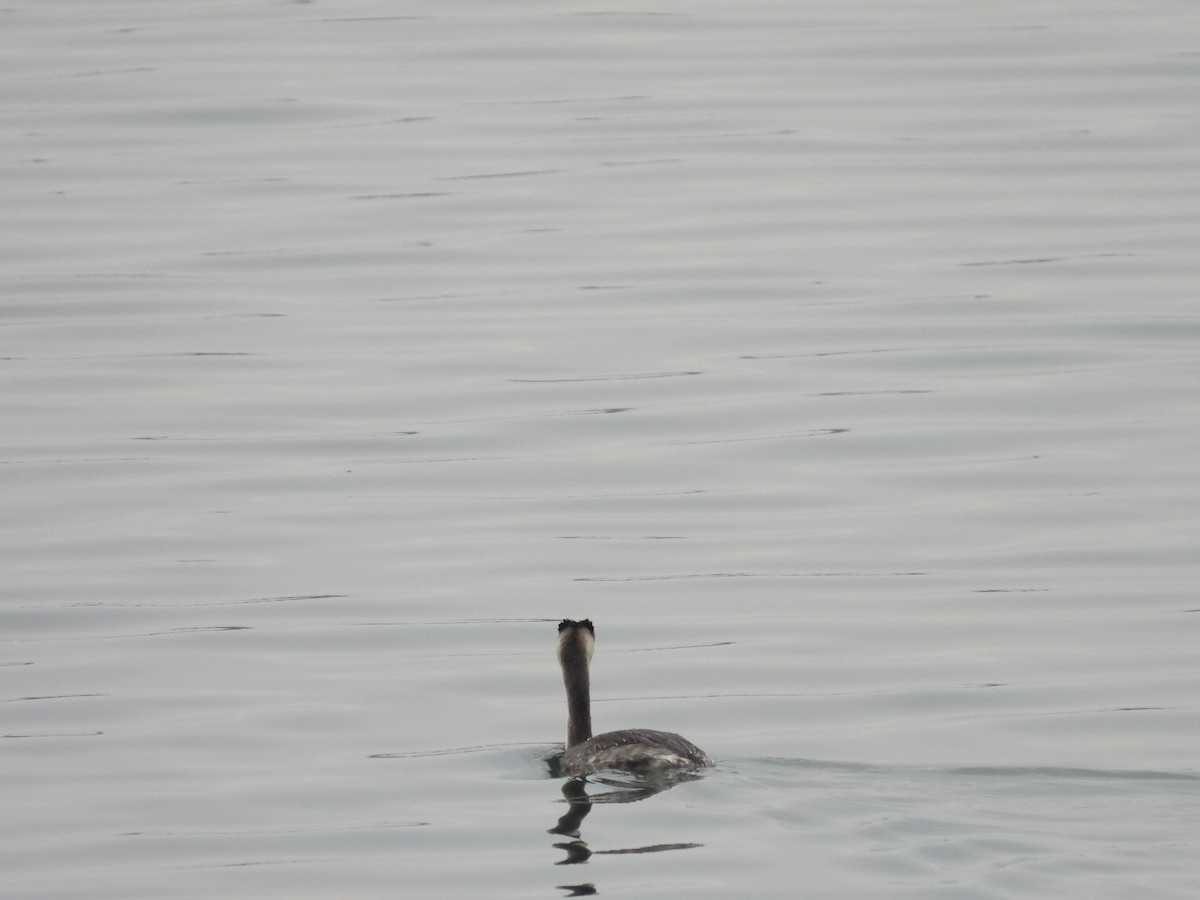 Great Crested Grebe - ML612973725