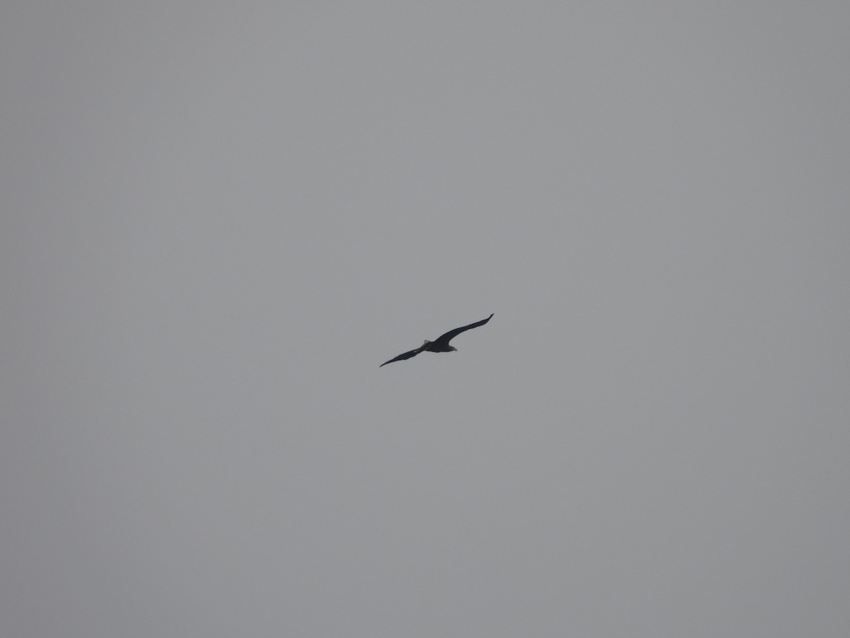White-tailed Eagle - ML612973772