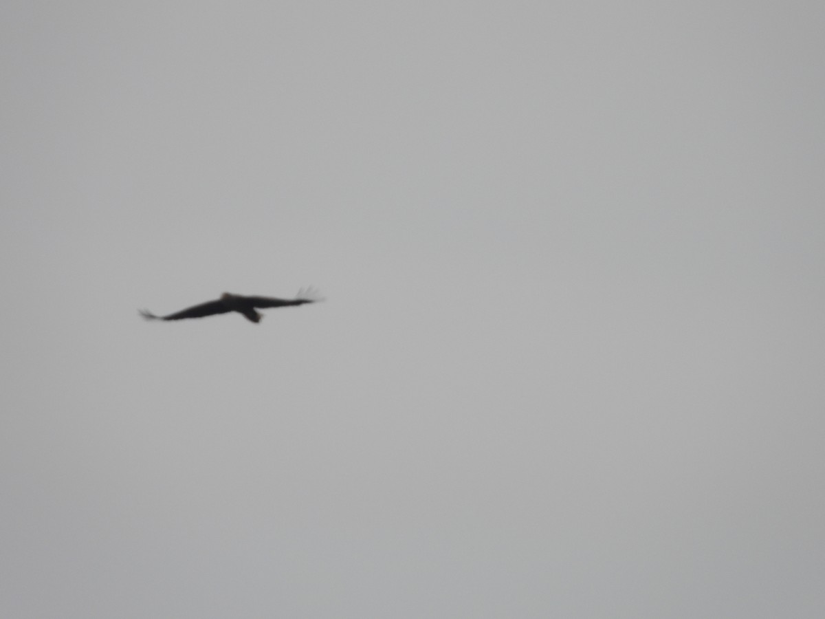 White-tailed Eagle - ML612973773