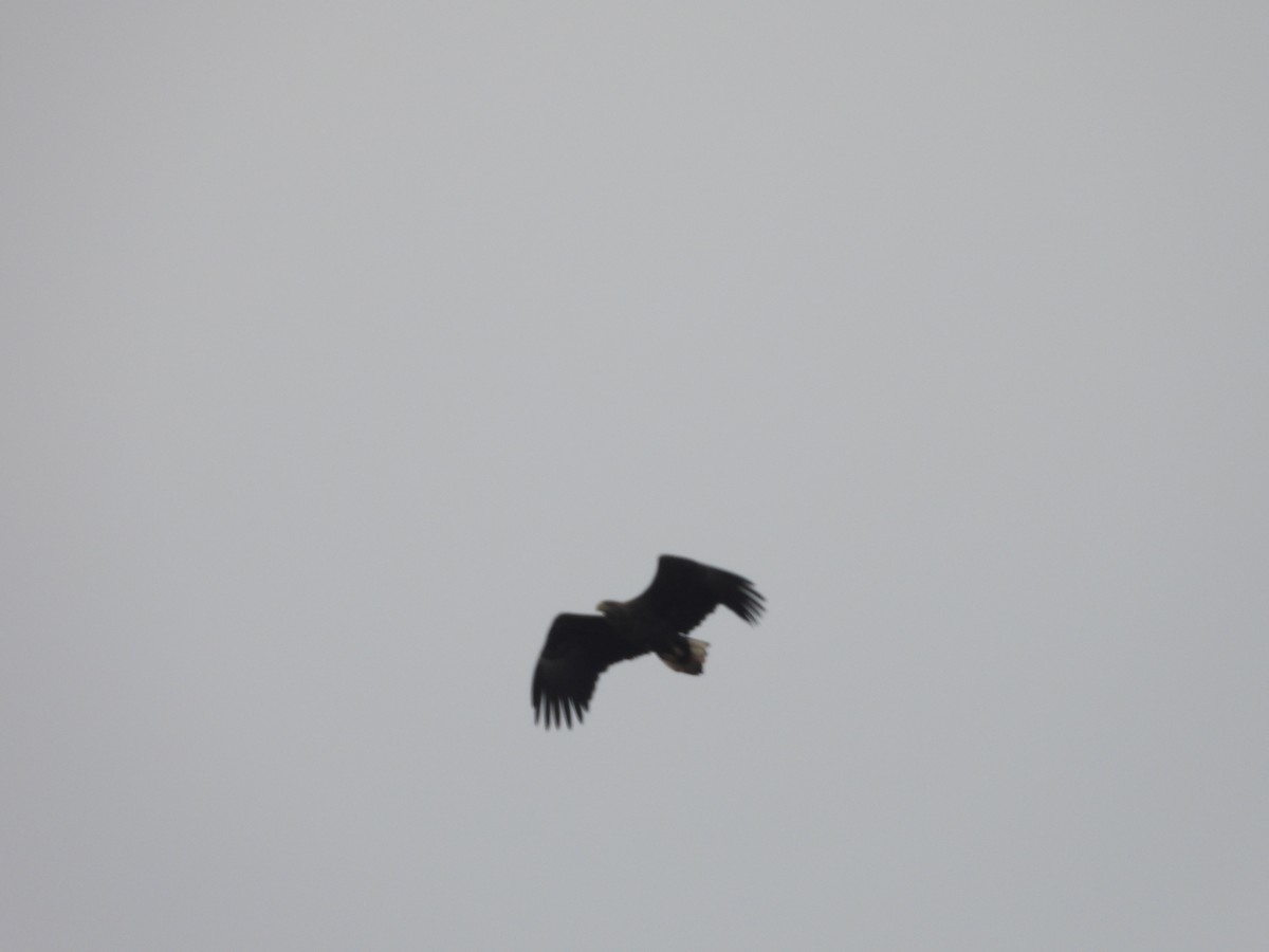 White-tailed Eagle - ML612973775