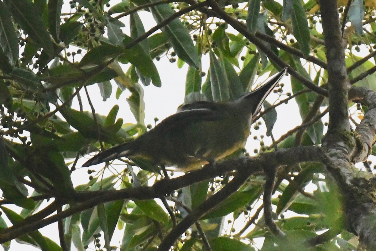 Chestnut-tipped Toucanet - ML612973829