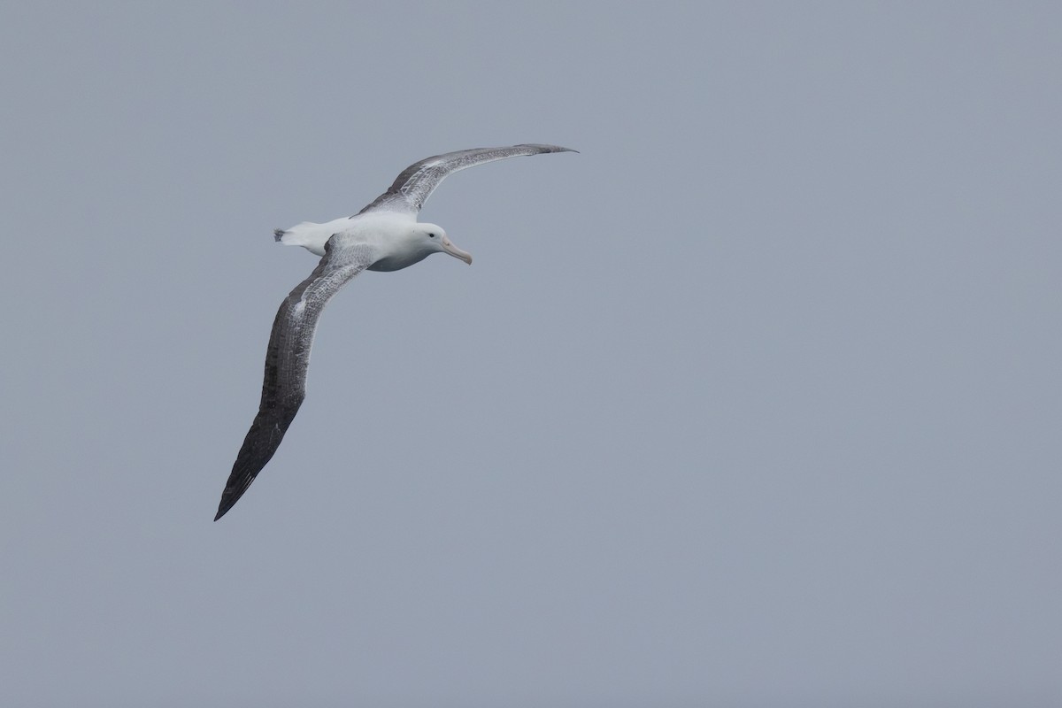 albatros královský - ML612973831