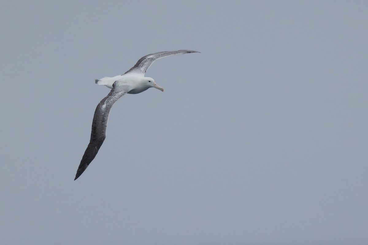 Southern Royal Albatross - ML612973831