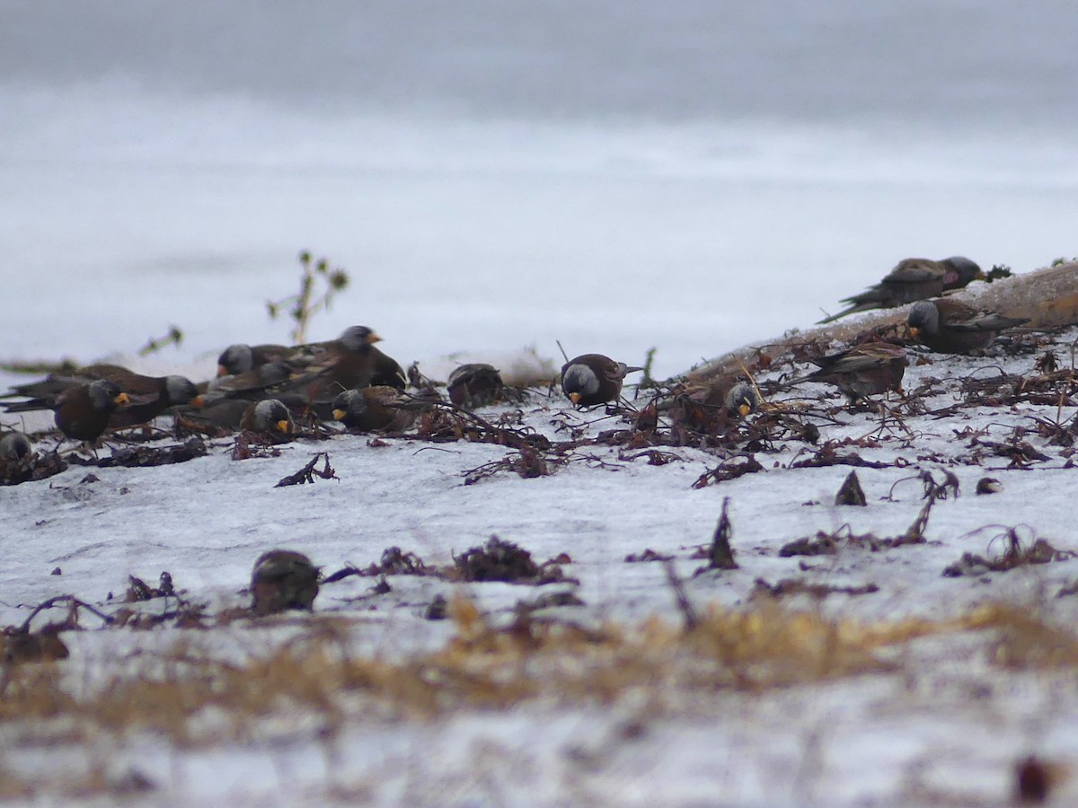 Gray-crowned Rosy-Finch - ML612973833