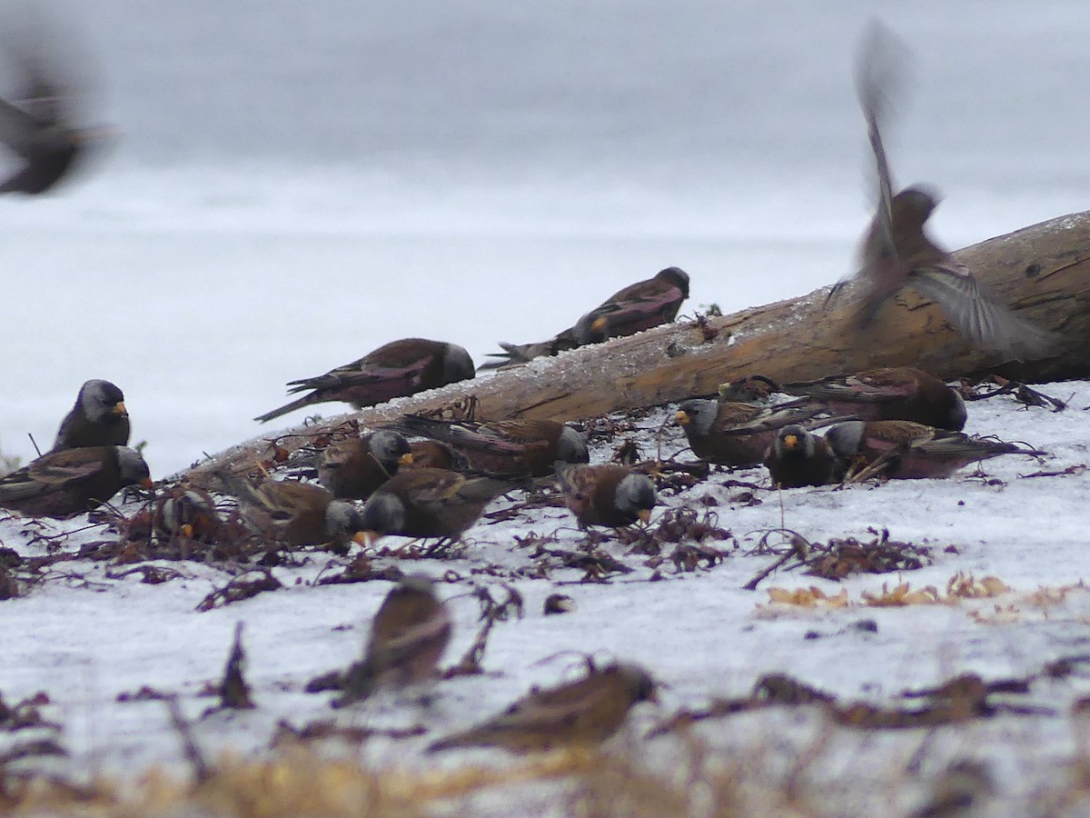 Gray-crowned Rosy-Finch - ML612973834