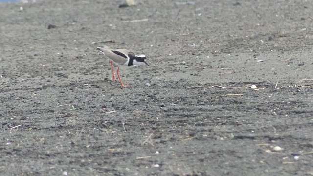 Pied Plover - ML612973835